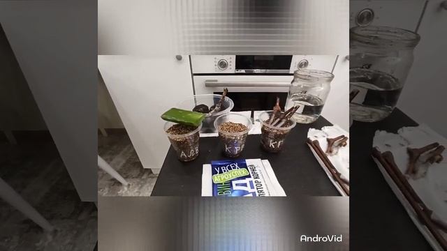 Проращивание однопочечных черенков винограда с применение сока алое, корневина и Клонекс геля.