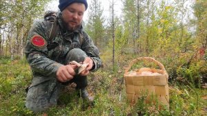 ГРИБНИК ЗАШЁЛ В ЛЕС И НЕ ПОВЕРИЛ ГЛАЗАМ. ГРИБОЧКИ КРУГОМ. СОБИРАЮ ГРИБЫ ДЛЯ ЗАСОЛКИ. БЕЛЫЕ ГРУЗДИ