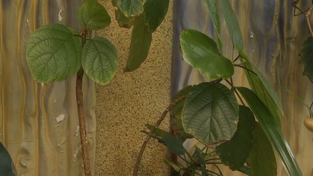 2018 11 14 ВО САДУ И В ОГОРОДЕ смотреть онлайн