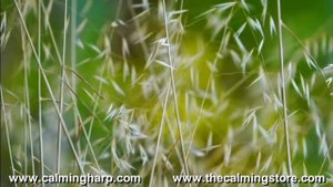 David's Harp and Psalms for Peace and Calm