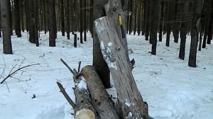 [РВ] Костёр «Нодья» для ночёвки в зимнем лесу