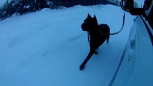 Тренировка кане-корсо бегом