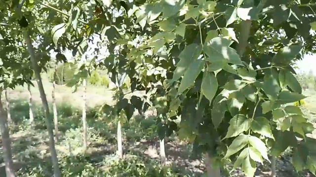 video_2024-08-11_22-34-12 смотреть онлайн