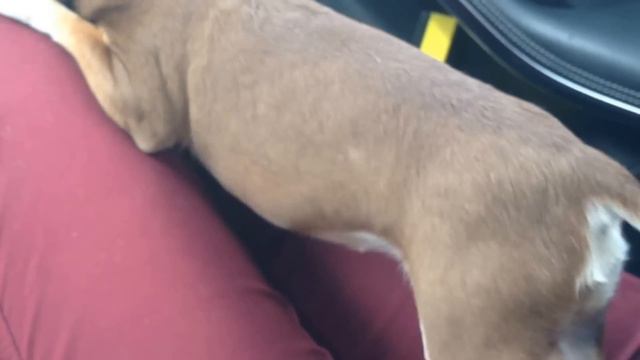 Чихуахуа в странной позе. Chihuahua in a strange pose