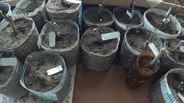 Как сохранить саженцы винограда зимой смотреть онлайн