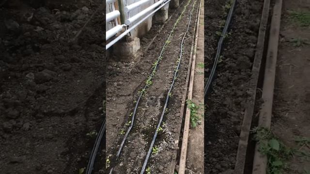 Посадка семян, выращивание в теплице уход за листьями салата, смотреть всем, продолжение на канале! смотреть онлайн