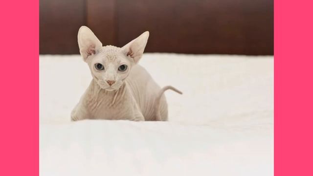 КАК ПРИУЧИТЬ СФИНКСА К ОДЕЖДЕ!? смотреть онлайн