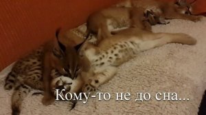 Африканский подвид каракал. Caracal