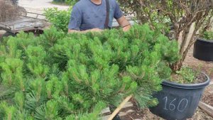 Стрижка сосны горной ниваки в форме европейского садового бонсай.