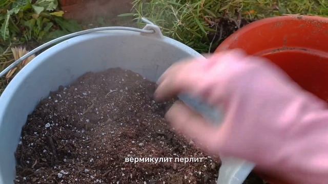 Розмарин: выращивание в огороде и квартире