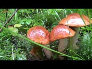 В ПОИСКАХ НОЖА \ ПРОГУЛКА ПО СЫРОМУ ЛЕСУ \ СБОР ГРИБОВ \ ПРОВЕРКА ИЗБЫ