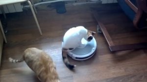 Кошка и робот-пылесос iRobot