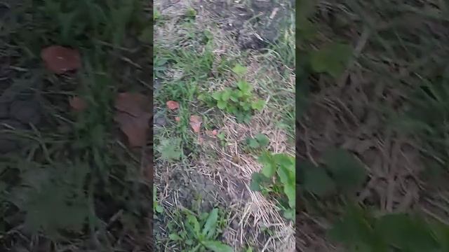 Прогулка по весеннему саду // что же у нас растёт?