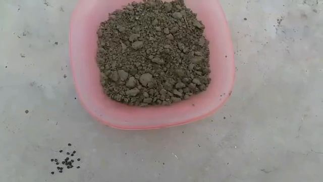 How to grow cardamom from seed смотреть онлайн