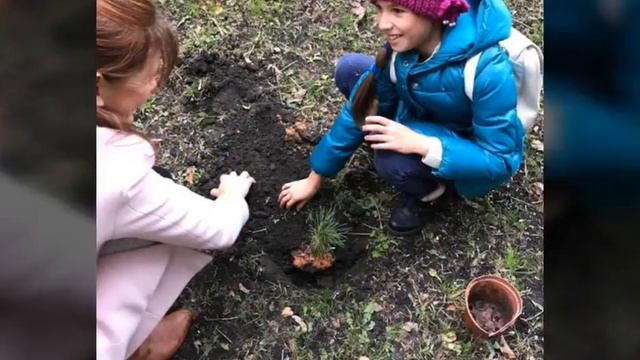 Посадка кедров в Доме детского творчества на Нивках, г.Киев, 24.10.2017