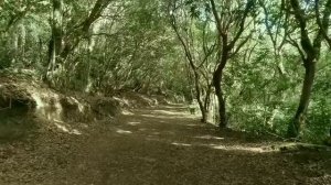 Расслабляющая кельтская музыка - снимает негативную энергию. Музыка для медитации, глубокого сна