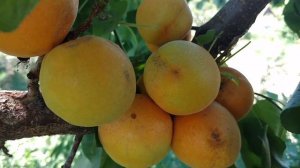 Абрикос Крымский Амур. Видео и отзывы от питомника Макси Сад