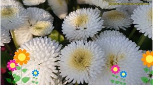 Маргаритка многолетняя Тассо Уайт. Краткий обзор, описание характеристик bellis perennis Tasso Whit