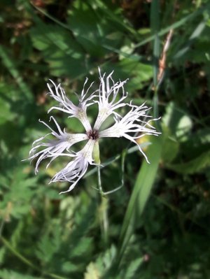 126. Гвоздика пышная - Dianthus superbus