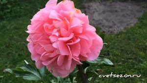 Пион «Carnation Bouquet» (Корнейшен Букет)