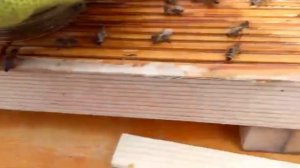 Пчёлам нужна вода. Поилка для пчёл