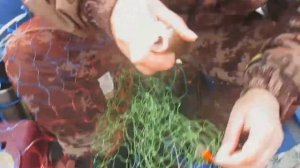 рыбалка на сухоне воблера salmo творят чудеса