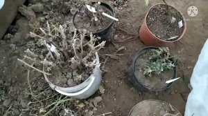 Как зимуют растения в холодной теплице.