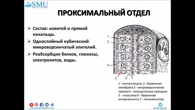 Лекция Мочевыделительная система