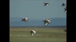 Редкая птица дрофа