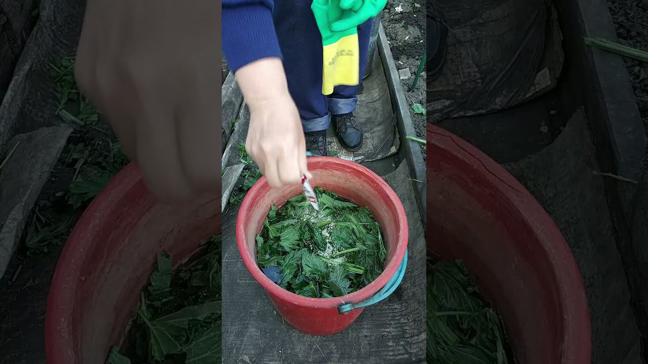 Самая лучшая зеленая подкормка из крапивы с дрожжами!