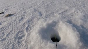 Зачетный окунь.Рыбалка на Бухтарминском водохранилище в районе Казнаковской переправы.