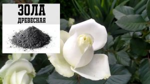 САМЫЙ БЮДЖЕТНЫЙ СПОСОБ УХОДА ЗА РОЗАМИ В ТЕЧЕНИЕ ГОДА. THE MOST BUDGET WAY TO CARE FOR ROSES.