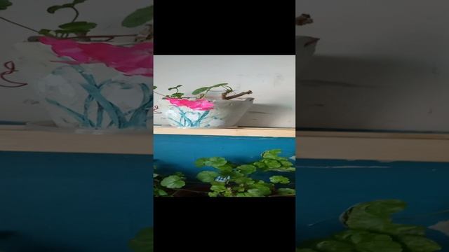 Обзор растений в подъезде