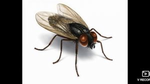 а муха тоже вертолёт песня