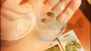 ПАЛЬМА ИЗ ПОКУПНЫХ СЕМЯН