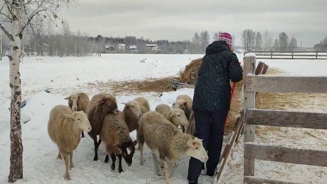 Ненецкая лайка, 1 год, тренировка по пастьбе 20.01.2024.
