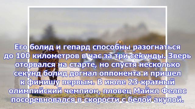 Гонка «формулы-е» и гепарда: видео