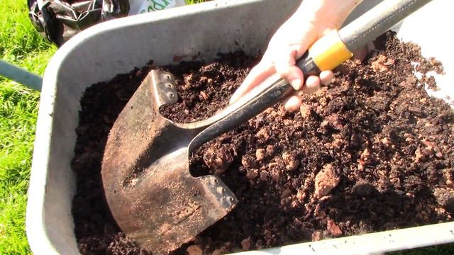 Repotting Giant Elephant Ears & Care Guide || Alocasia macrorrhiza || giant taro