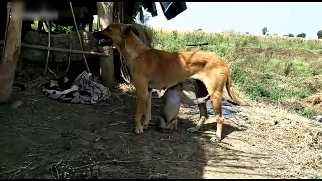 СОБАКА УСЫНОВЛЯЕТ БРОШЕННУЮ МАЛЕНЬКУЮ ОБЕЗЬЯНКУ В ИНДИИ смотреть онлайн