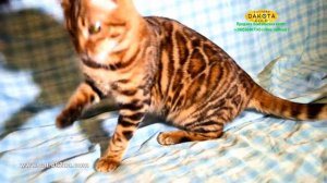 BOY, 2 Dakota Gold, bengal cat, cattery, kitten, 03122018