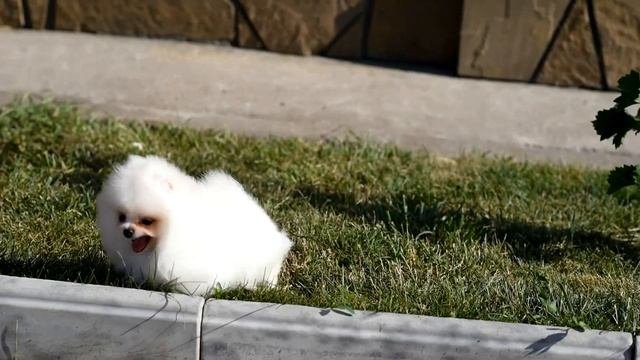 Белый померанский шпиц!