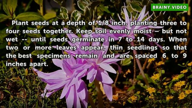 How to Grow Nigella Sativa смотреть онлайн