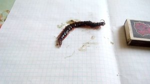 Сколопендра. Укусила.