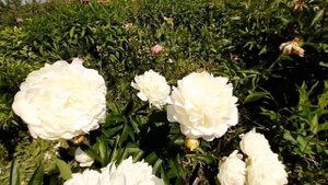 Пион ДЖЕЙМС ЛЬЮИС / Paeonia JAMES LEWIS - ОБЗОР, ОПИСАНИЕ, ЦВЕТЕНИЕ, ОТЗЫВ