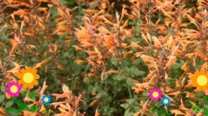 Лофант оранжевый (Tango). Краткий обзор: Лофант оранжевый описание характеристик, где купить саженц