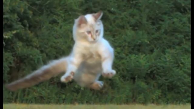 Мысықтар жайлы қызықты мәліметтер. смотреть онлайн