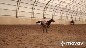 Обучение молодой лошади  Подготовка к заездке