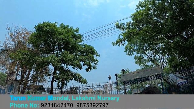 Galiff Street ROSE Variety Name & PRICE | YOU ASKED & HERE IS ! PARADISE ROSE | Best Flowers Foreve смотреть онлайн