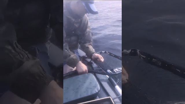 Рыбалка с GARMIN PANOPTIX LiveScope, еще недавно мечта... смотреть онлайн