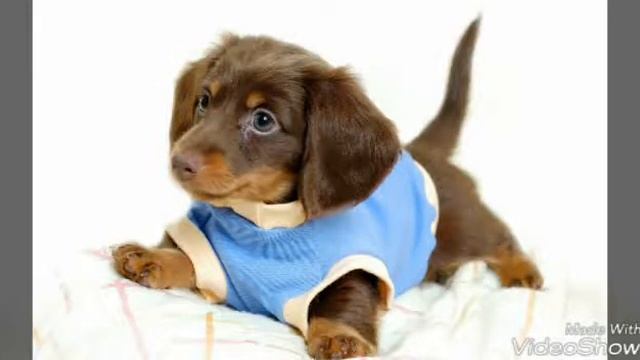 Картинки щенков. смотреть онлайн